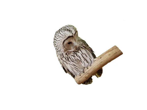 Little Bright Living Owl Lively Owl Sitting Branch White Background — Stockfoto