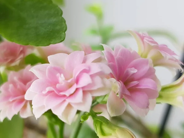Kalanchoe Květě Dekorativní Kvetoucí Domácí Rostlina Kalanchoe — Stock fotografie