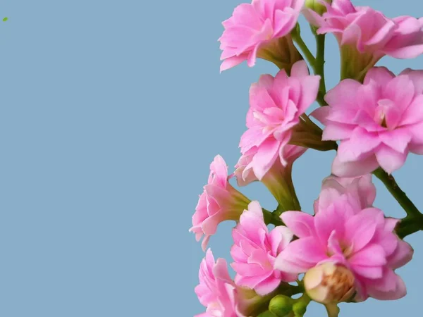 Fiori Rosa Pallido Pianta Kalanchoe Con Posto Iscrizione Fioritura Rosa — Foto Stock