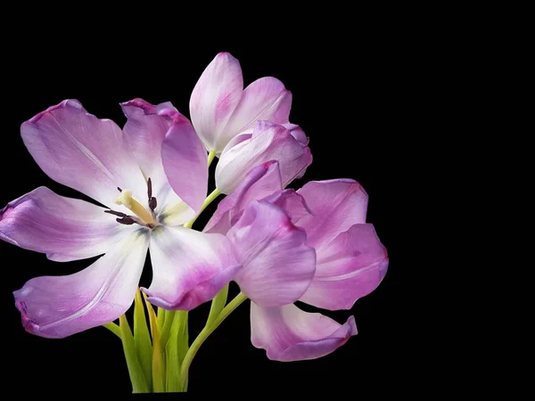 Tulipani Freschi Viola Sfondo Nero Tulipani Viola Fiore Isolati Sfondo — Foto Stock