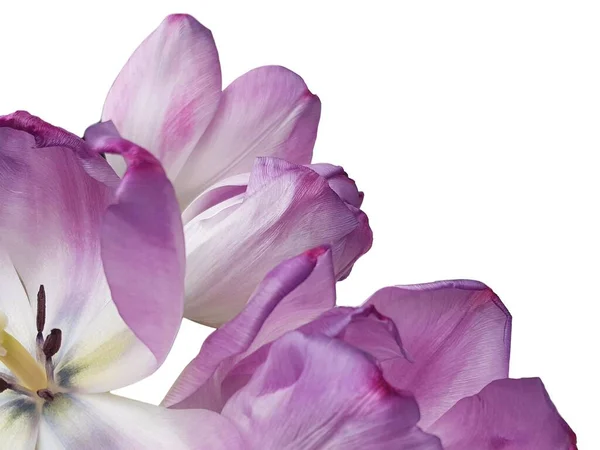 Фіолетові Тюльпани Білому Тлі Порожнім Місцем Частина Букета Фіолетових Тюльпанів — стокове фото