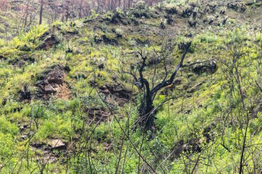 Cajamarca Peru 'daki bir yangından sonra orman yeniden doğdu.
