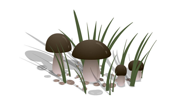 Ceps with grass and stones on a white background. Vector illustration