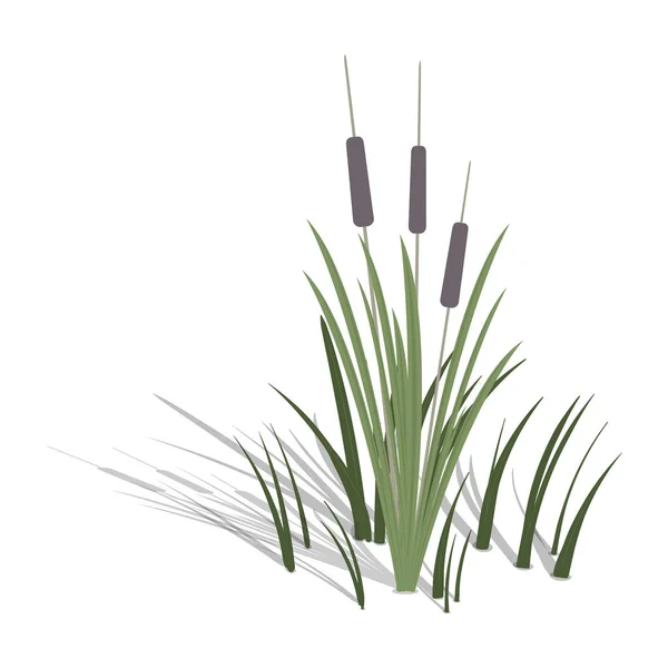 Aquatische vegetatie. Gras en riet. Vector illustratie op een witte achtergrond. — Stockvector