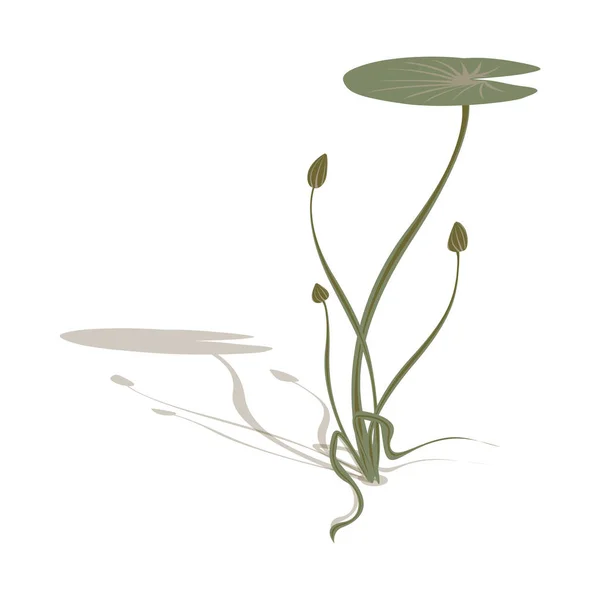 Aquatische vegetatie. Waterlelie. Vector illustratie op een witte achtergrond. — Stockvector