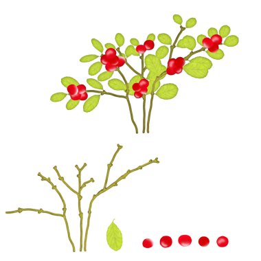 Tasarım için bir dizi yaban mersini. Çalını böğürtlen topla.