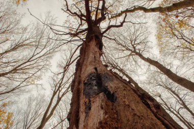 Ormandaki yaşlı ağaç