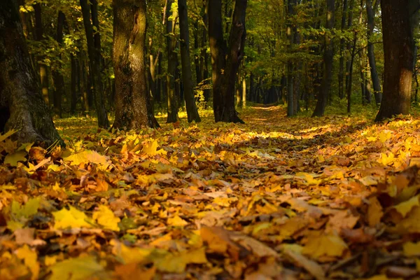 Waldweg Herbstwald — Stockfoto