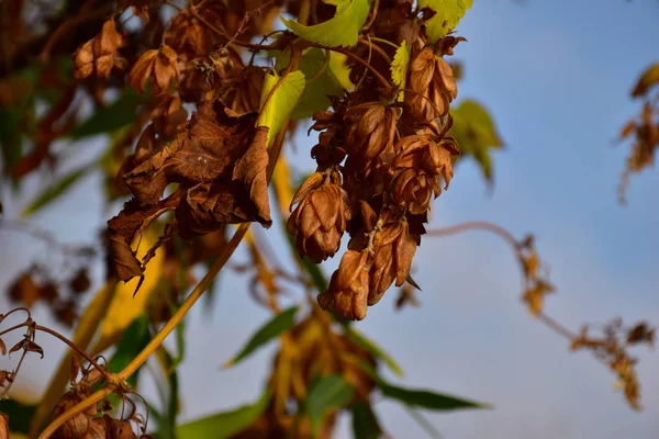 Flores Lúpulo Amarelado Contra Céu — Fotografia de Stock