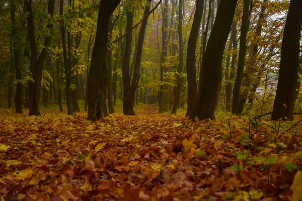 Waldweg Herbstwald — Stockfoto