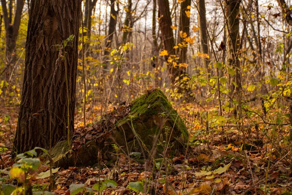 Überreste Von Gebäuden Wald — Stockfoto