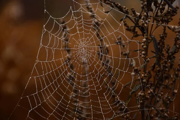 Spinnennetz Mit Tautropfen Stockbild