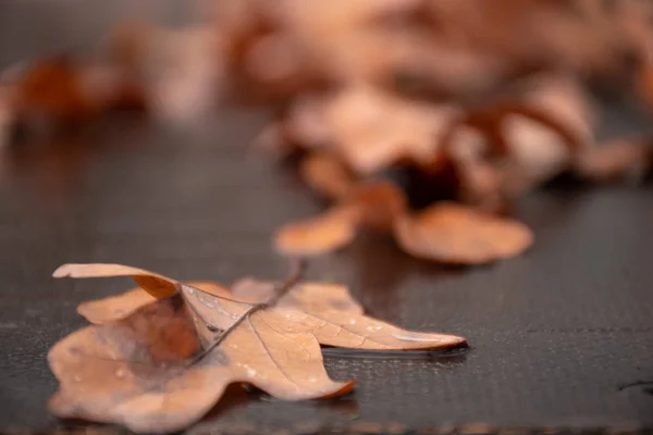 Foglie Quercia Cadute Sul Pavimento Bagnato — Foto Stock