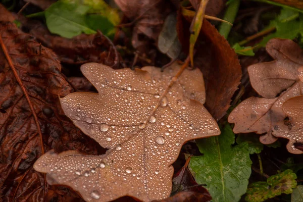 drops of dew on a fallen oak leaf
