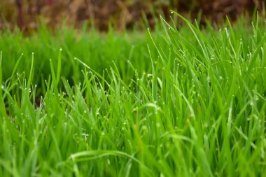 Çimlerin üzerindeki çiy damlaları