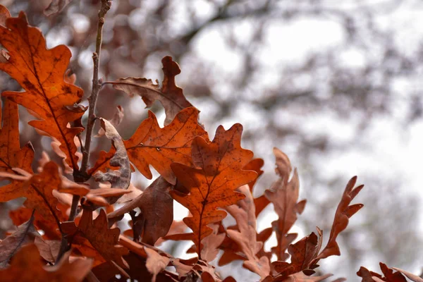 Ξηρά Φύλλα Βελανιδιάς Φθινόπωρο — Φωτογραφία Αρχείου
