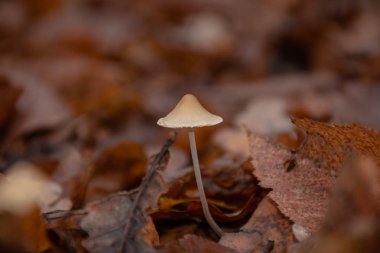 Düşen yaprakların arasında küçük mantar.