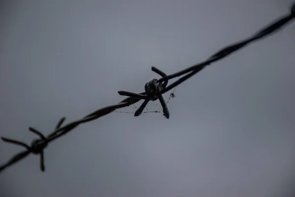 Alambre Púas Con Gotas Rocío Telarañas Macro —  Fotos de Stock