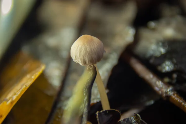 Piccolo Fungo Tra Albero Marcio — Foto Stock