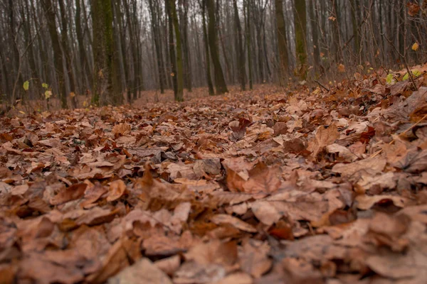 Trockenes Laub Auf Einem Waldweg — Stockfoto