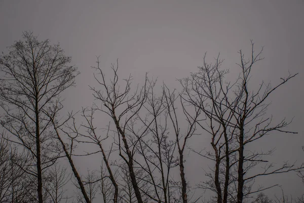 Sonbahar Gökyüzünün Arka Planında Kuru Ağaçlar — Stok fotoğraf