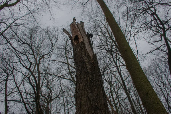 Starý Suchý Polámaný Strom Lese — Stock fotografie