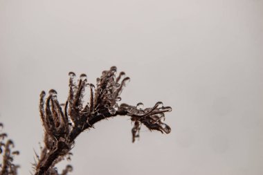 Kurumuş sonbahar bitkilerinin üzerindeki krema.