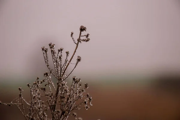 Eis Auf Einer Herbstpflanze — Stockfoto