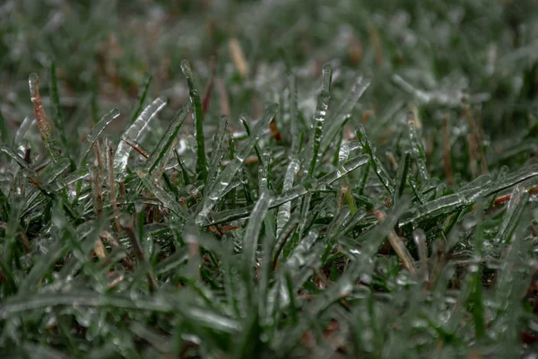 Hielo Cubierto Hierba Durante Hielo Macro —  Fotos de Stock