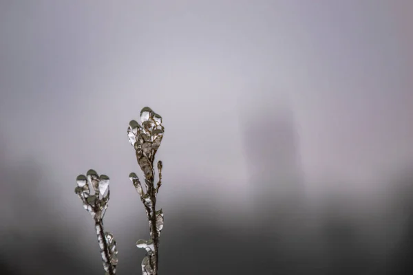 Eisschicht Auf Feldpflanzen — Stockfoto