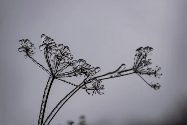 Plantas Gelo Final Outono — Fotografia de Stock