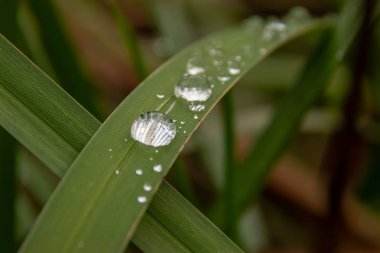Bir bitki sapının üzerine çiy damlası düşer.