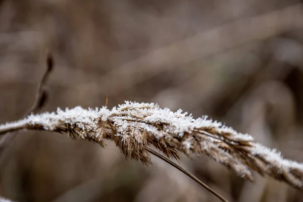 Frost Grass — Stock Photo, Image