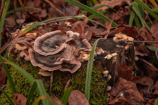 Old Stump Overgrown Moss Mushrooms — Stock Photo, Image