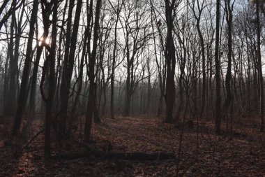 Sonbaharın sonunda sabah ormanında