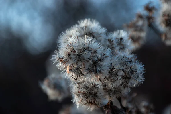 朝の太陽の下の秋の植物の綿毛 — ストック写真