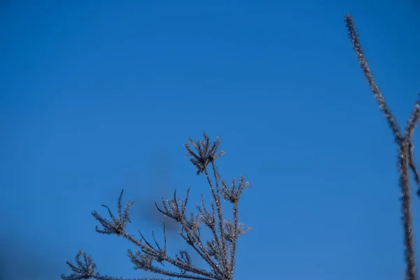Bir Ağacın Mavi Gökyüzü — Stok fotoğraf