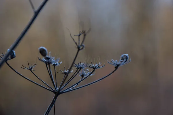 Erster Winterfrost Auf Feldpflanzen — Stockfoto
