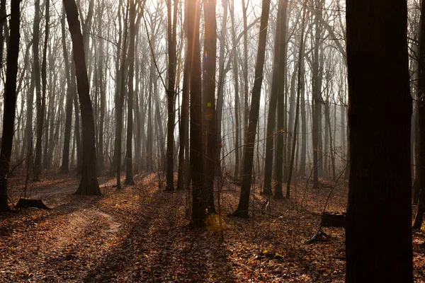 Dimmig Skog Hösten Morgon — Stockfoto