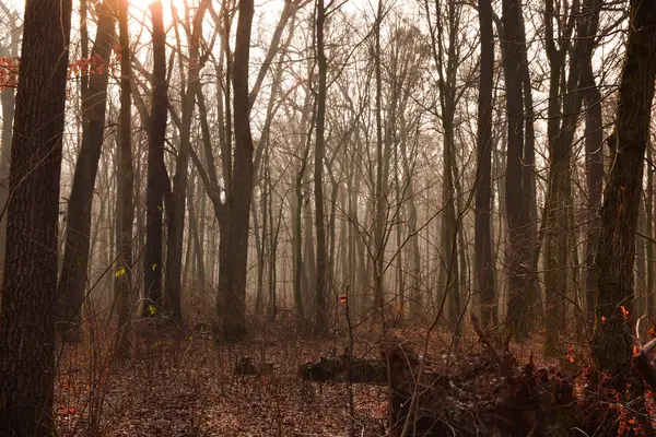 Morgendämmerung Nebligen Wald — Stockfoto