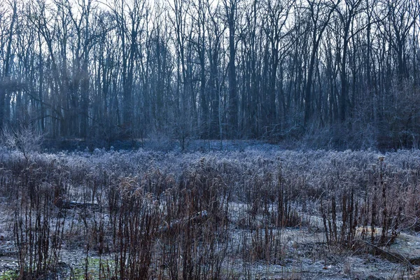 Kışın Nehir Ağaçlar Ile Kış Manzara — Stok fotoğraf