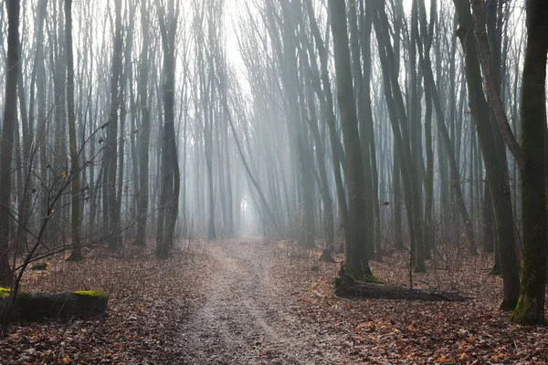 Geheimnisvoller Nebel Herbstwald — Stockfoto