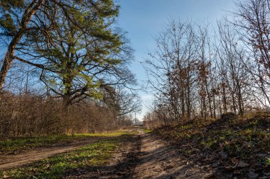 road near a pine forest against the sky
