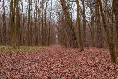 forest road in the forest in early spring