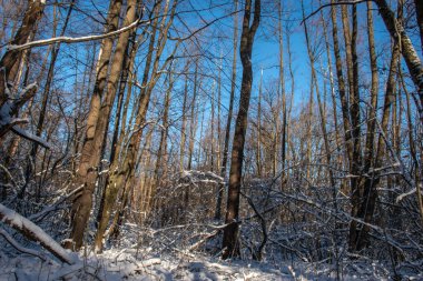 winter forest against the winter sky