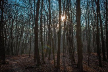 misty forest in the early morning