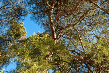 Mavi gökyüzüne karşı çam ağaçları