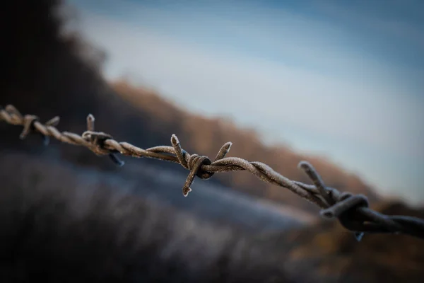 Frost Barbed Wire Background Forest — 스톡 사진