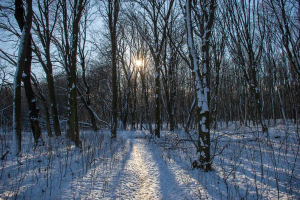 dawn in the winter forest