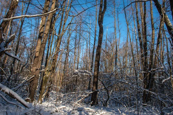 Zimowy Las Przed Zimowym Niebem — Zdjęcie stockowe